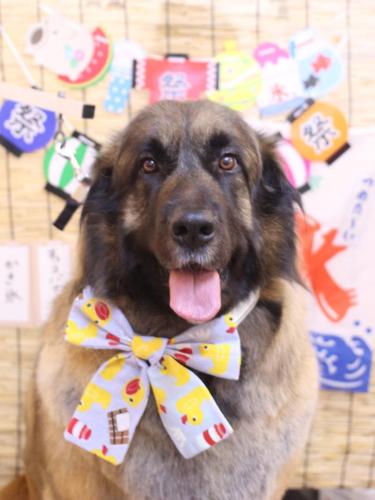 20240712シェリーちゃん